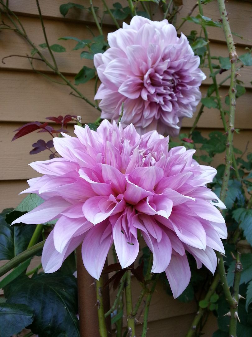  photo 20140803_090636_zpsgnej5zy5.jpg